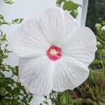 Hibiscus moscheutos Extreme White Eye