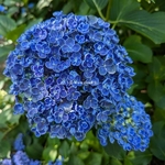 Hydrangea macrophylla Hopcorn (2)