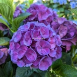 Hydrangea macrophylla Julisa