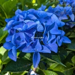 Hydrangea macrophylla Pfau (1)