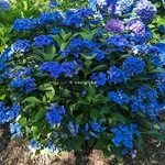 Hydrangea macrophylla Pfau