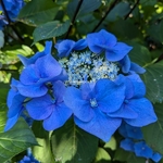 Hydrangea macrophylla Zorro (3)