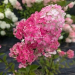 Hydrangea paniculata Framboisine (1)