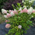 Hydrangea paniculata Little Lime Punch (3)