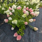 Hydrangea paniculata Little Lime Punch (2)