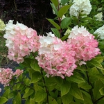 Hydrangea paniculata Little Lime Punch (5)