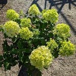 Hydrangea paniculata Little Lime Punch (6)