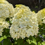 Hydrangea paniculata Little Lime Punch (8)