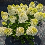 Hydrangea paniculata Little Lime Punch (9)