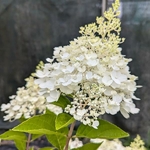 Hydrangea paniculata Living Pinky Promise (2)