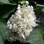Hydrangea paniculata Living Pinky Promise (4)
