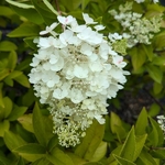Hydrangea paniculata Living Pinky Promise (1)