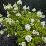 Hydrangea paniculata Living Pinky Promise (3)