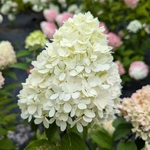 Hydrangea paniculata Mojito (2)