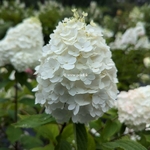 Hydrangea paniculata Mont Blanc (3)