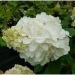 Hydrangea paniculata Mont Blanc