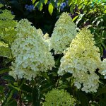 Hydrangea paniculata Whitelight (3)