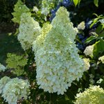 Hydrangea paniculata Whitelight (1)