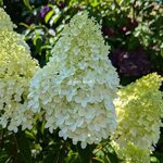 Hydrangea paniculata Whitelight (2)