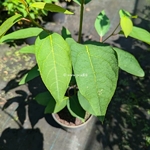 Lindera reflexa (1)