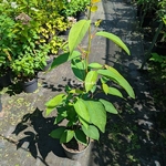 Lindera reflexa (2)