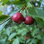 Malus Perpetue Evereste