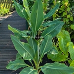 Musella lasiocarpa