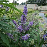 Vitex agnus-castus Delta Blues (6)