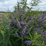 Vitex agnus-castus Delta Blues (4)