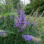 Vitex agnus-castus Delta Blues (1)