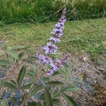 Vitex agnus-castus Flip Side (1)