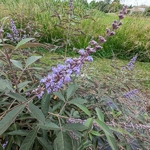 Vitex agnus-castus Flip Side (3)