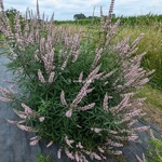 Vitex agnus-castus Galactic Pink (3)