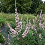 Vitex agnus-castus Galactic Pink (1)