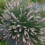 Vitex agnus-castus Galactic Pink (4)