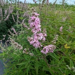 Vitex agnus-castus Pink Pinnacle (2)