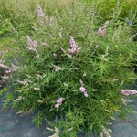 Vitex agnus-castus Pink Pinnacle (1)