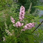 Vitex agnus-castus Pink Pinnacle (3)