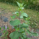 Vitex x Chicagoland Blues ® Daniel Searle (3)