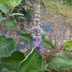 Vitex x Chicagoland Blues ® Daniel Searle (1)