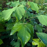 Firmiana simplex (2)