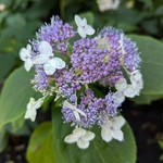Hydrangea involucrata Late Love