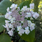 Hydrangea involucrata Yoraku