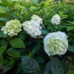 Hydrangea paniculata Mont Blanc (1)