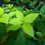 Hydrangea paniculata Sunlight (1)