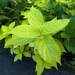 Hydrangea paniculata Sunlight (2)
