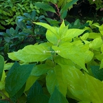 Hydrangea paniculata Sunlight (3)