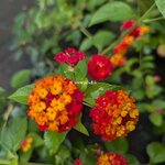 Lantana Radiation (1)