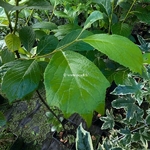 Pterostyrax psylophylla