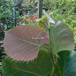 Tilia henryana
